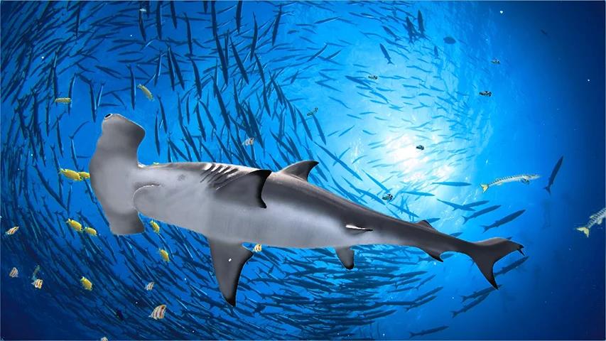 The Hammerhead Shark screenshot