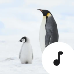 Biểu tượng Penguin Sounds & Calls