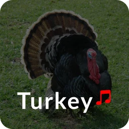 Turkey Ringtones 图标