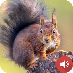 Значок Squirrel Sounds