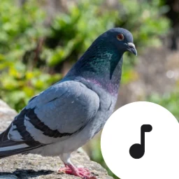 Pigeon Sounds & Cooing icon