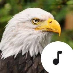 Bald Eagle Calls & Screams icon