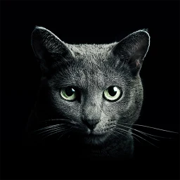 Find a Cat 图标