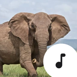 Elephant Trumpet Sounds simgesi