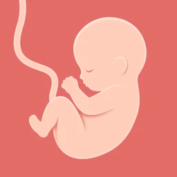 Icône de HiMommy : Suivi de grossesse
