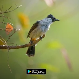 suara pemikat burung kutilang icon