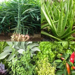 薬用植物識別：果物、ハーブ、葉、木、花についてすべてを知る