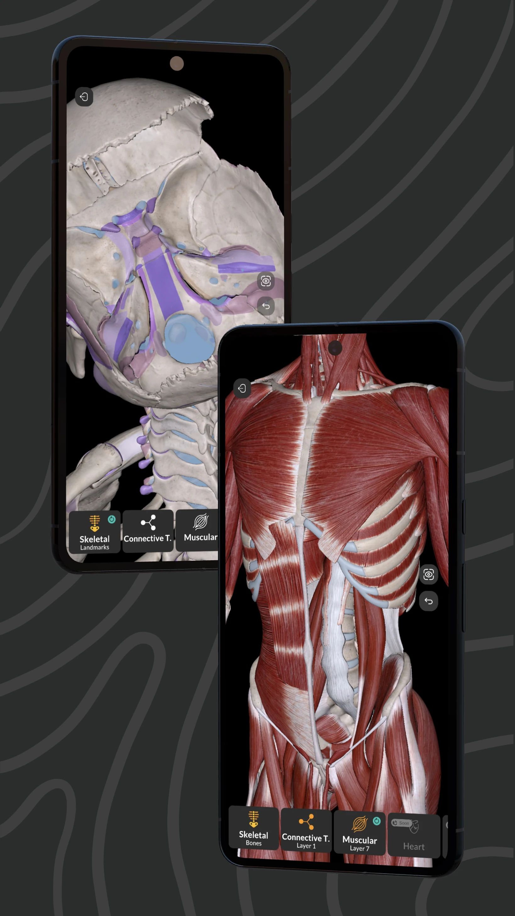 Easy Anatomy 3D screenshot