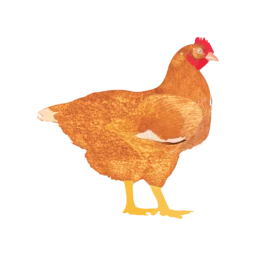 My Poultry Manager - Farm app icon