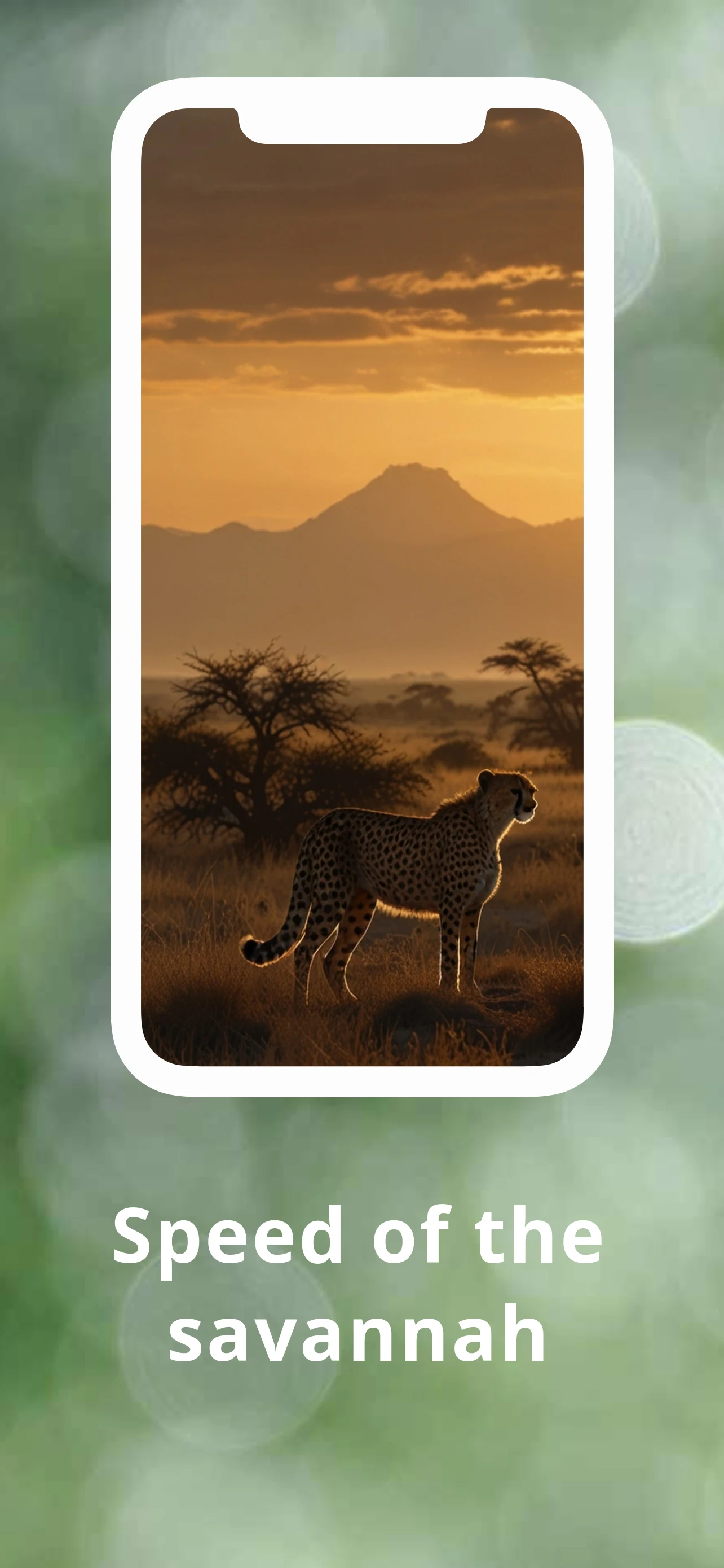 Cheetah Wallpapers HD screenshot