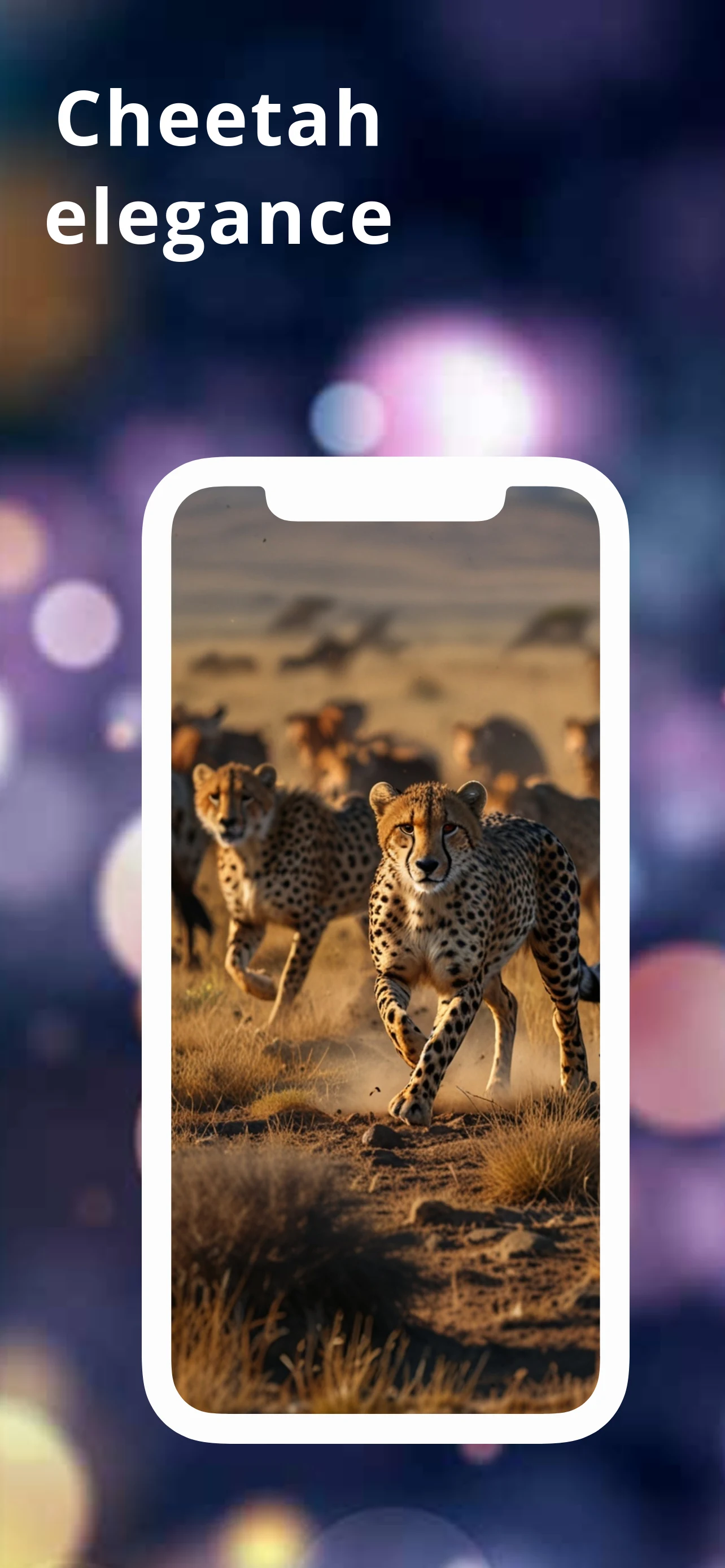 Cheetah Wallpapers HD screenshot