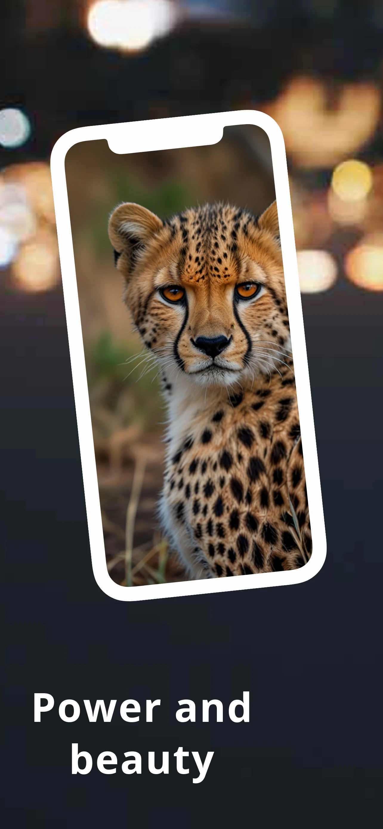Cheetah Wallpapers HD screenshot