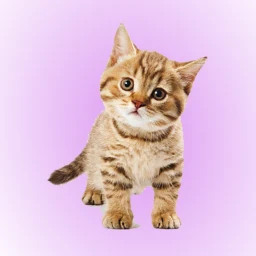 أيقونة Cat Soundboard