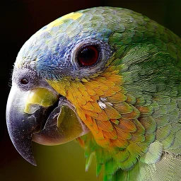 Kuis Burung: Tebak Nama Burung