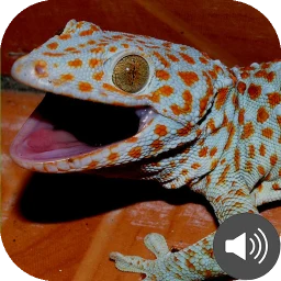 Gecko Sounds 아이콘