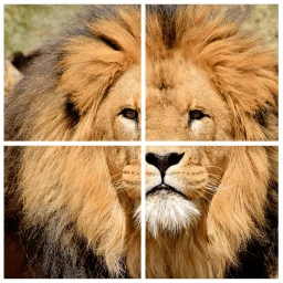 Biểu tượng Wild Animals Puzzle