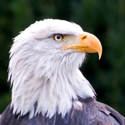 Eagle Wallpapers icon